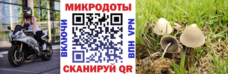 Псилоцибиновые грибы Psilocybe  Калязин 